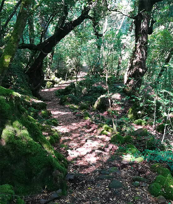 Sentiero del bosco
