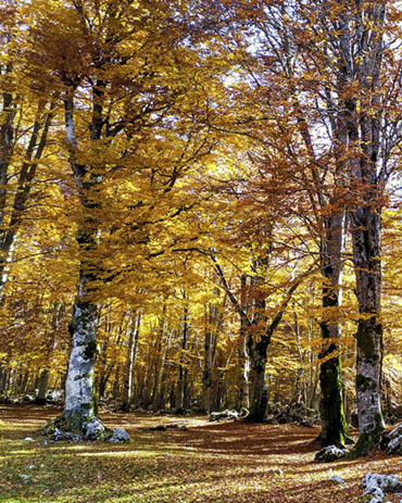 Foliage in Italia