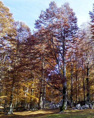 Fotografie foliage regione per regione