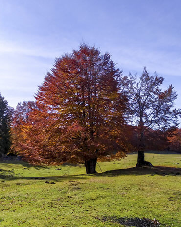 Foto foliage in Italia