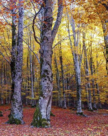 Foliage dei boschi in Italia