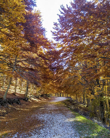 Foliage autunnale in Italia