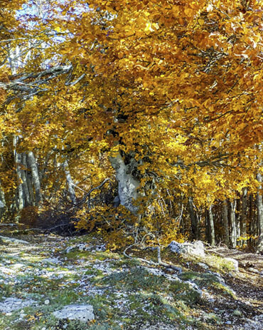 Autunno foliage regione per regione