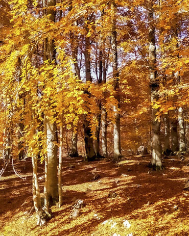 Autunno - Foliage in Italia